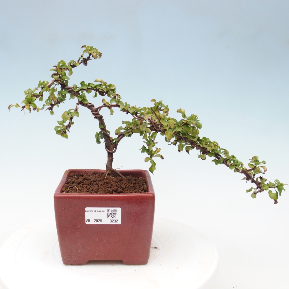 Außen Bonsai - Chaenomeles mit Red Joy -. Quitte