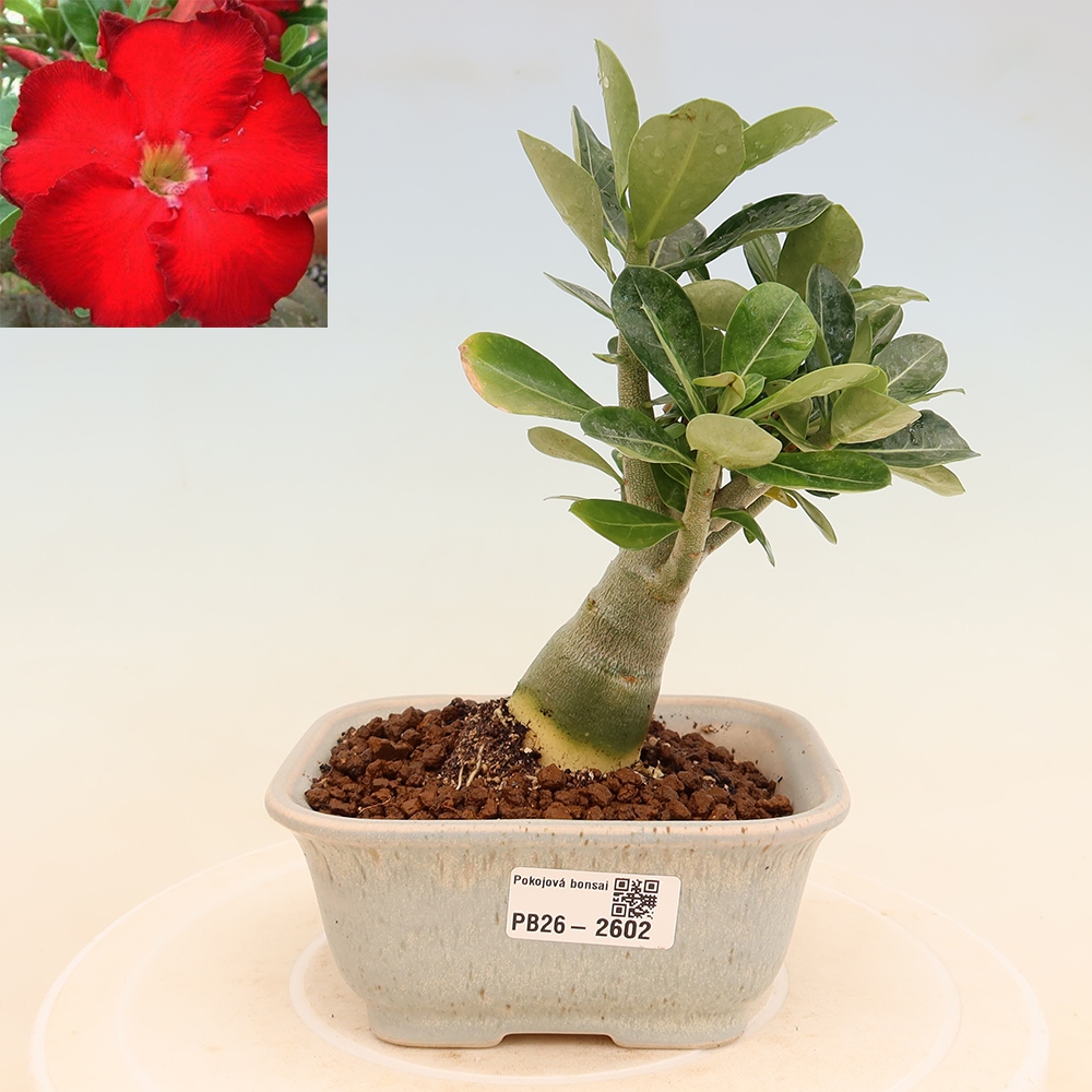 Zimmerbonsai – Adenium obesum „Red Star“ – Wüstenrose