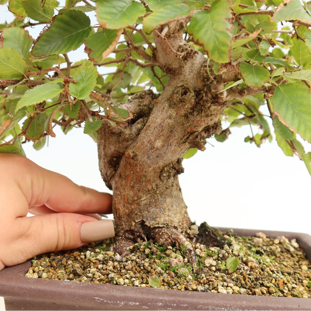 Bonsai für draußen -Carpinus CARPINOIDES - Koreanische Hainbuche