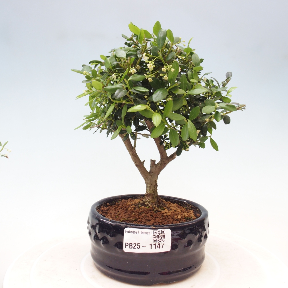 Zimmerbonsai - Ilex crenata - Holly