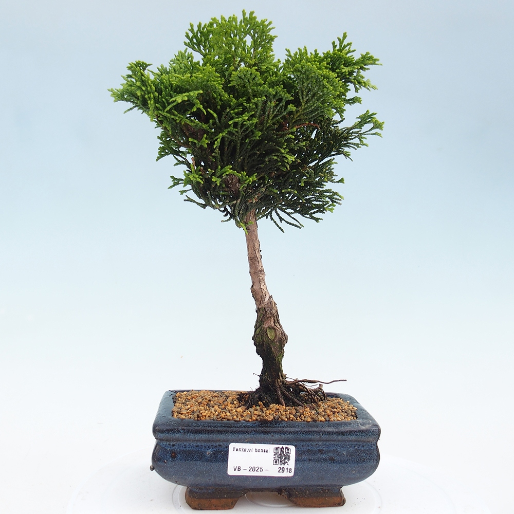 Outdoor-Bonsai - Cham.pis obtusa Nana Gracilis - Zypresse