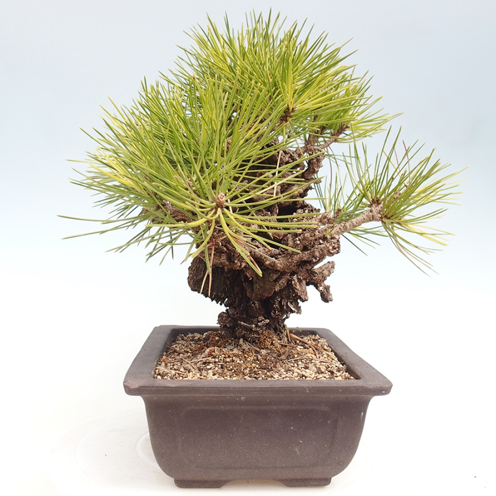 Bonsai für draußen - Pinus thunbergii - Thunberg-Kiefer