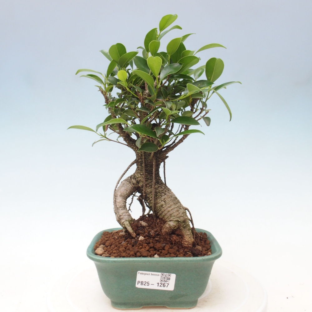 Zimmerbonsai - Ficus retusa - kleinblättriger Ficus