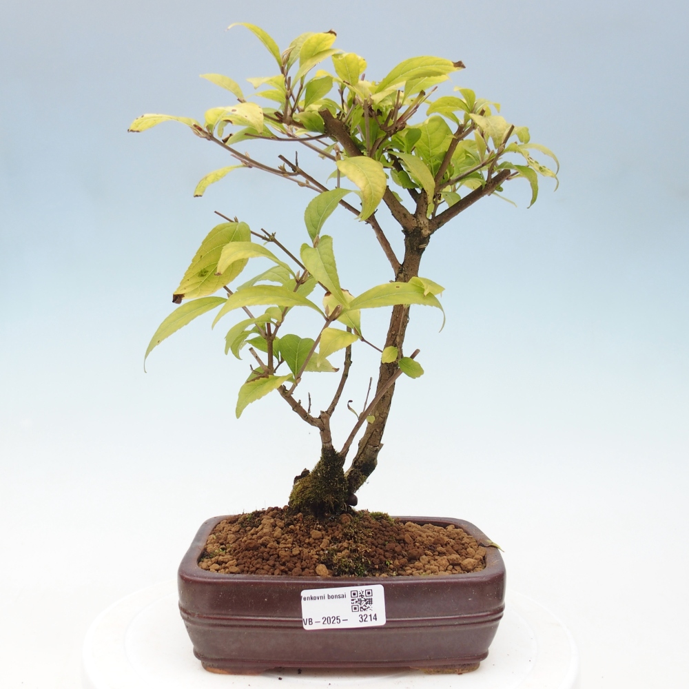Bonsai im Freien - wunderschöne Pflanze - Callicarpa japonica