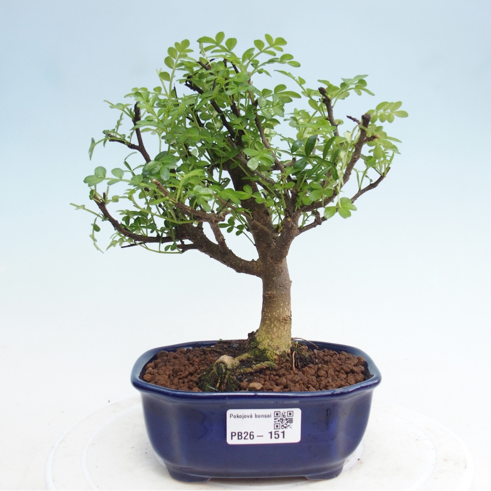 Zimmer Bonsai - Zantoxylum piperitum - Pfefferbaum
