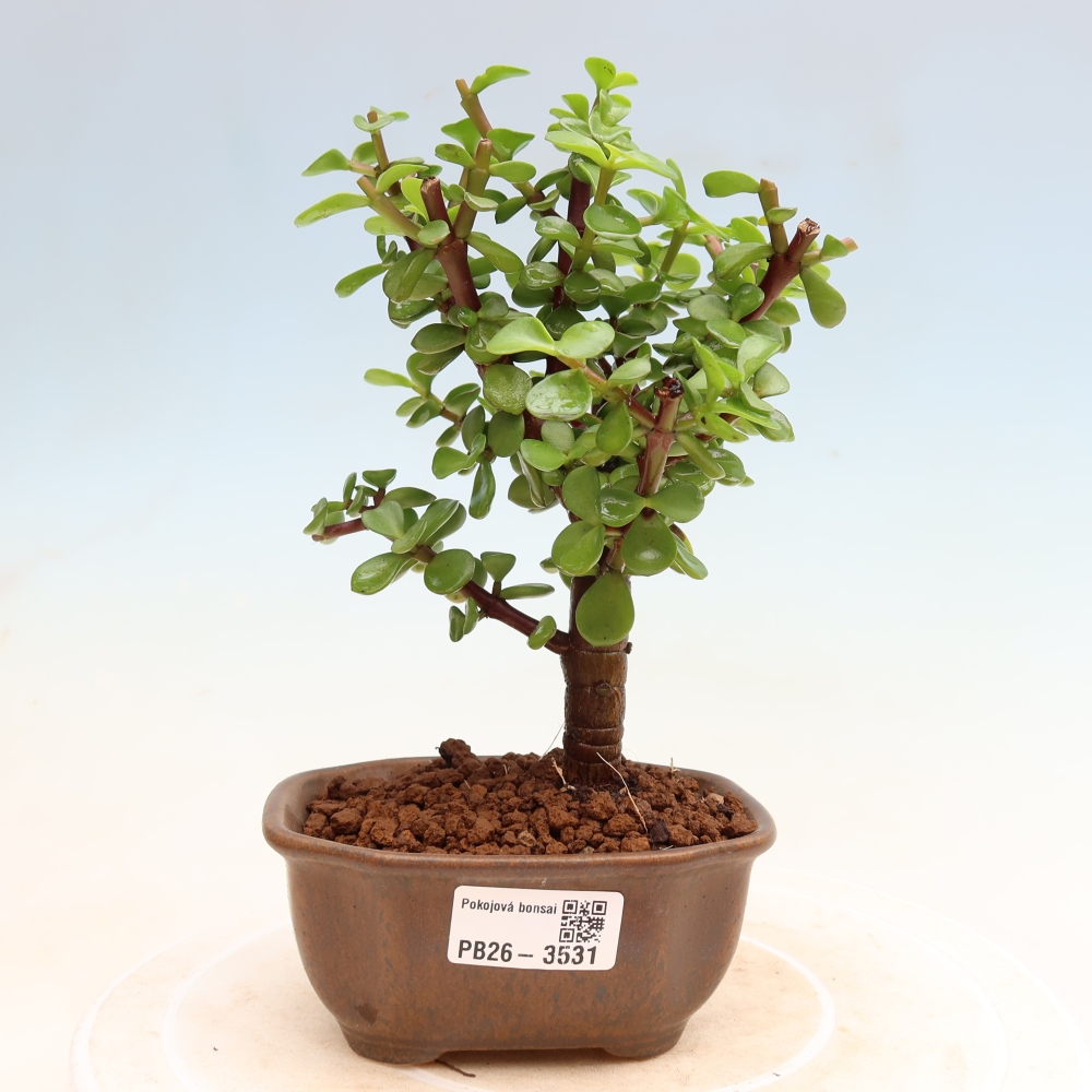 Zimmer Bonsai - Portulakaria Afra - Tlustice