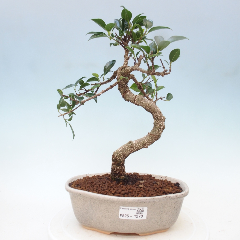 Indoor-Bonsai - Ficus retusa - kleiner Ficus