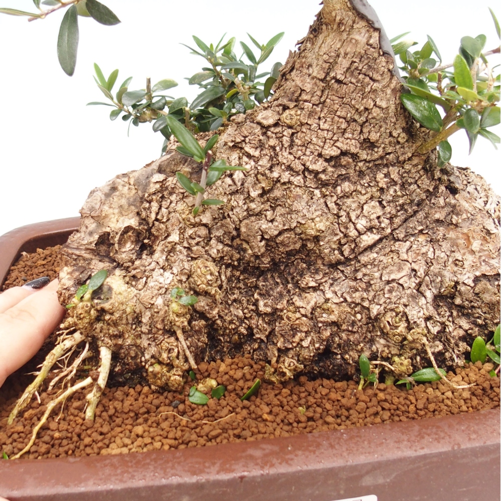 Indoor-Bonsai - Olea europaea sylvestris - Europäisches kleinblättriges Olivenöl