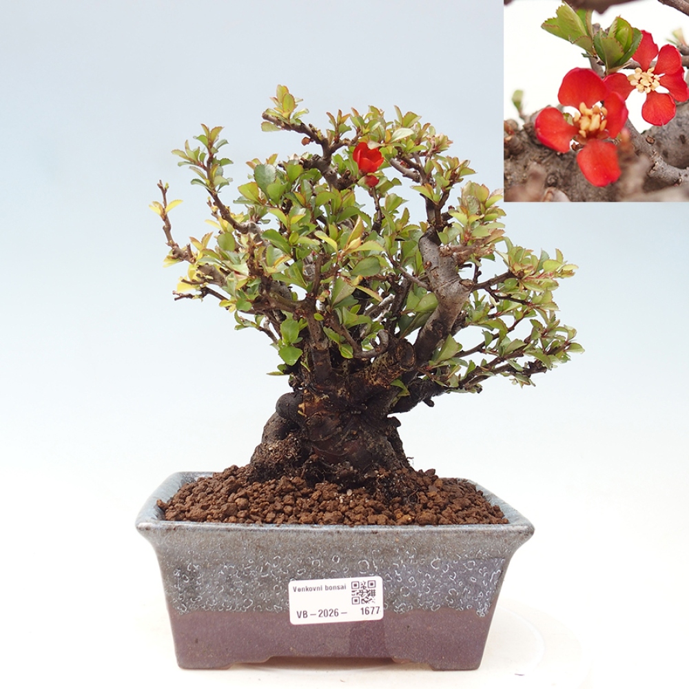 Bonsai für draußen - Chaneomeles speciosa - Quitte