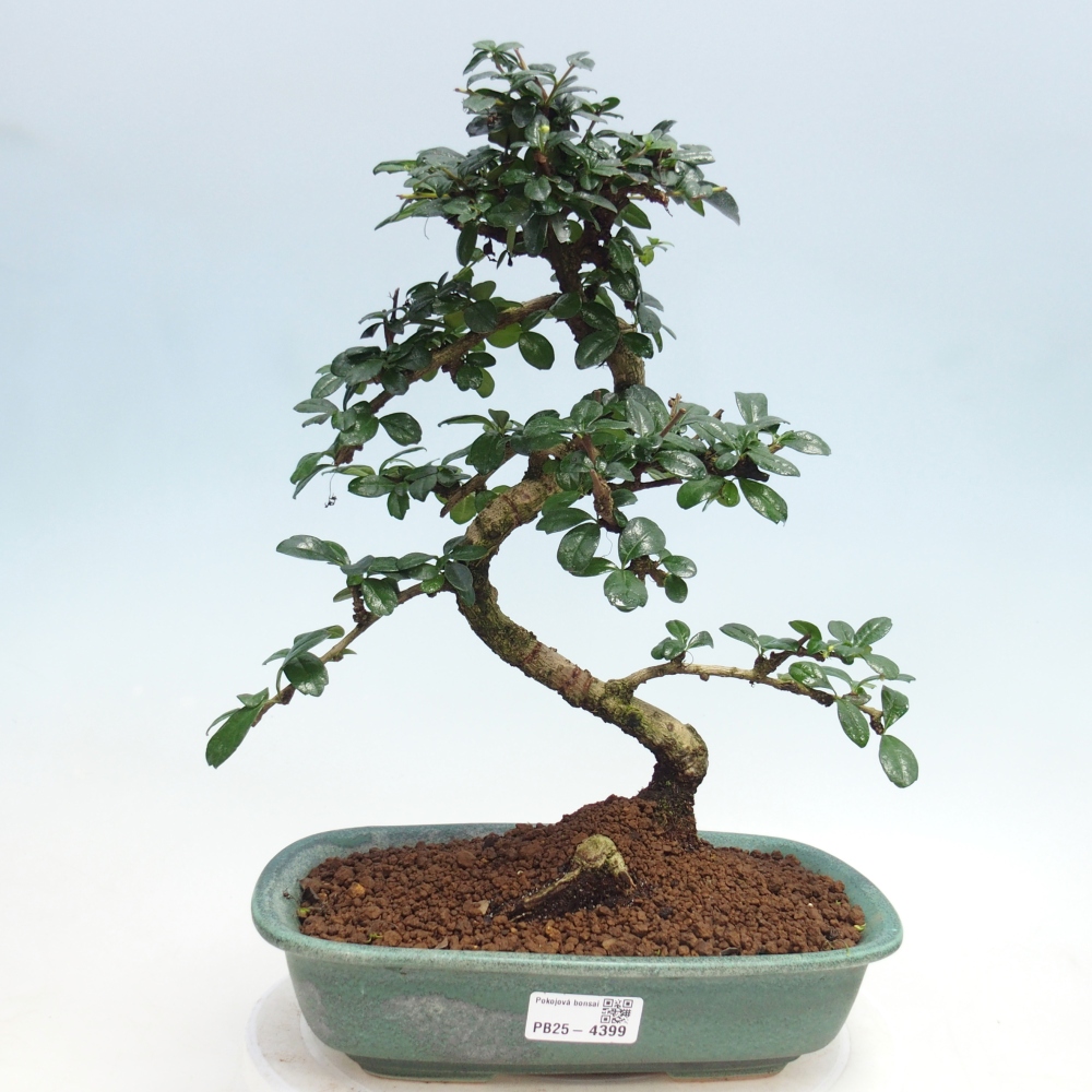Zimmer-Bonsai - Carmona macrophylla - Tee-Fuki