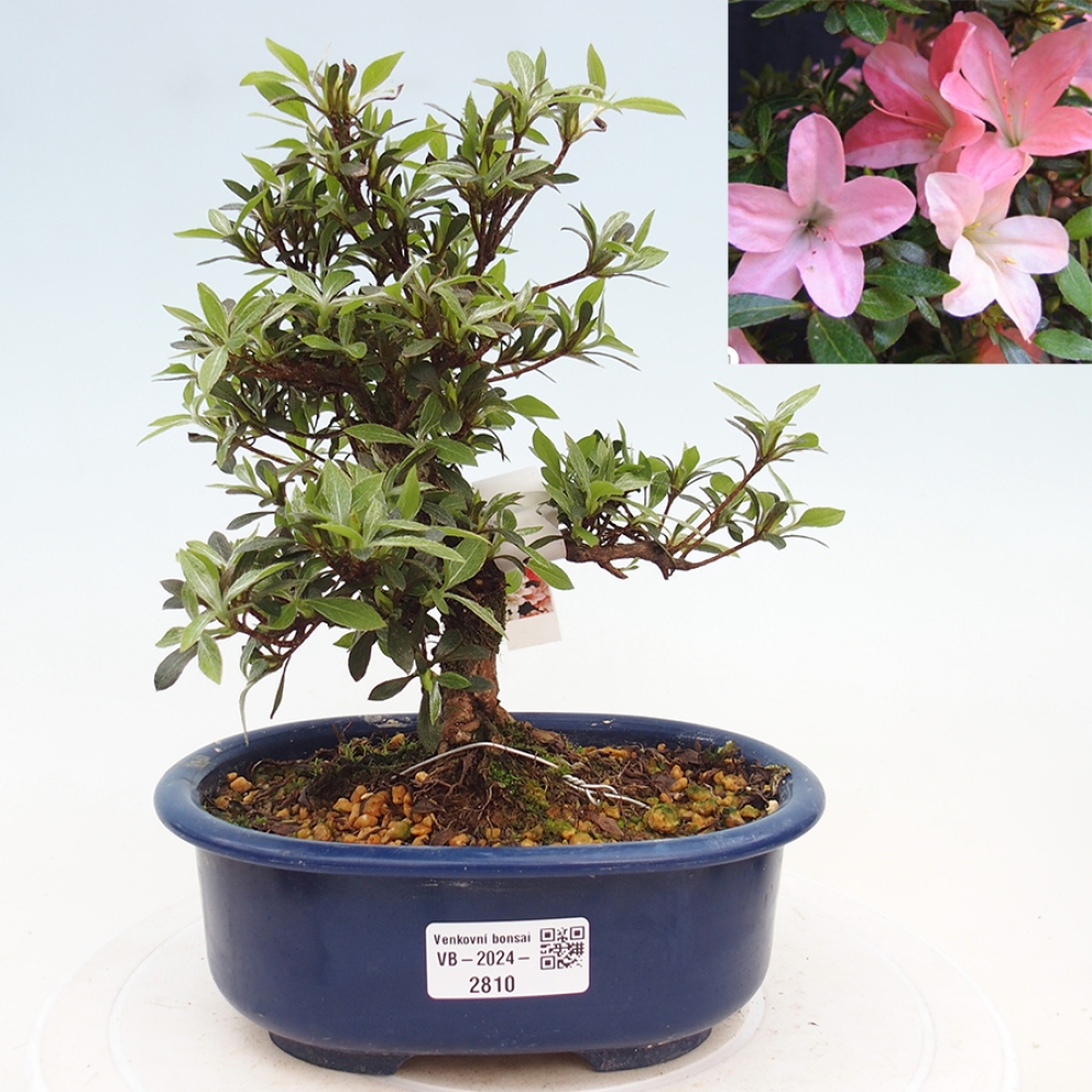 Bonsai im Freien - Japanische Azalee - Azalea Nikko