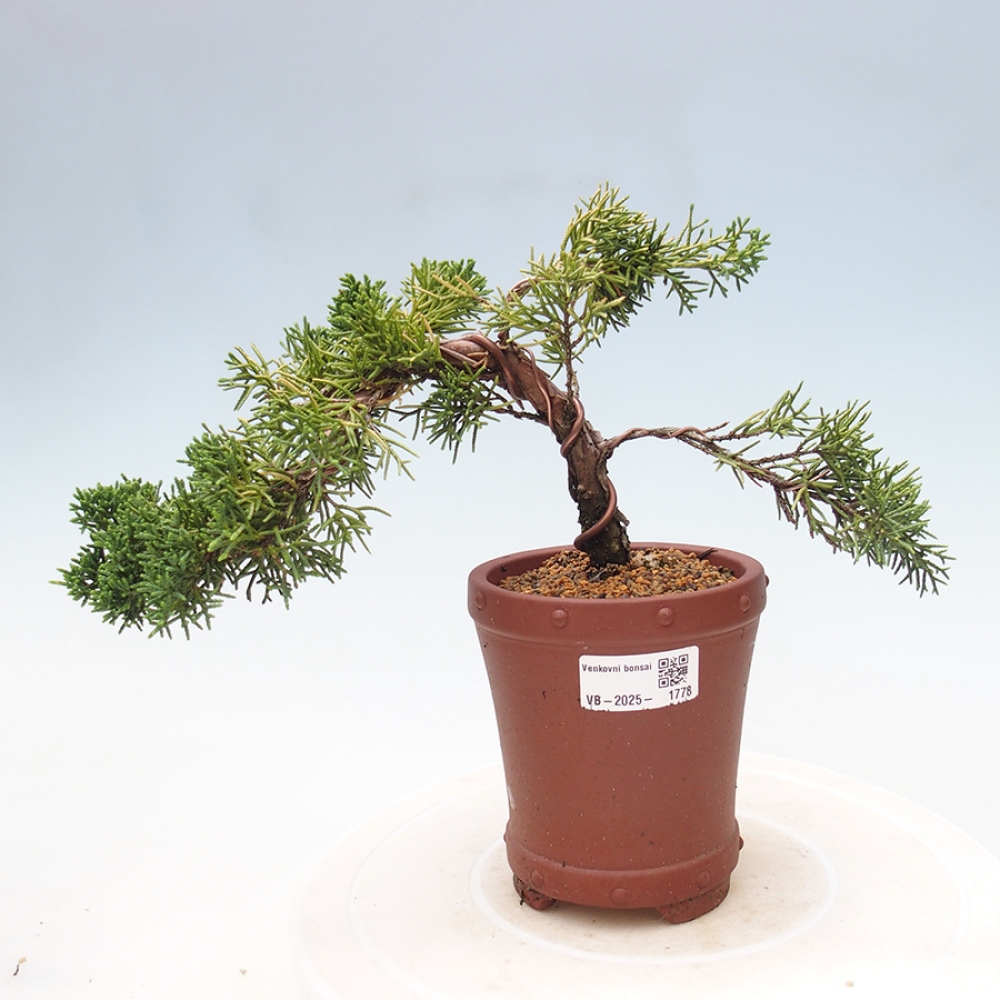 Bonsai im Freien - Juniperus chinensis Kishu - Chinesischer Wacholder