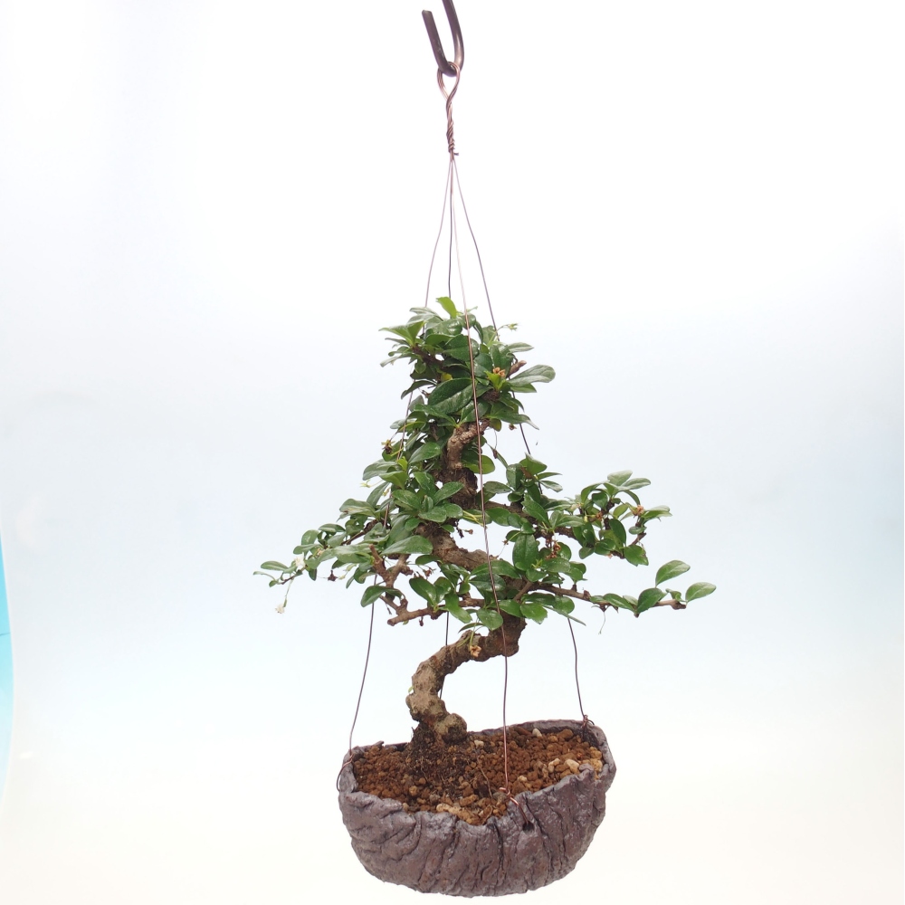 Kokedama in Keramik - Tee-Fuki - Carmona macrophylla
