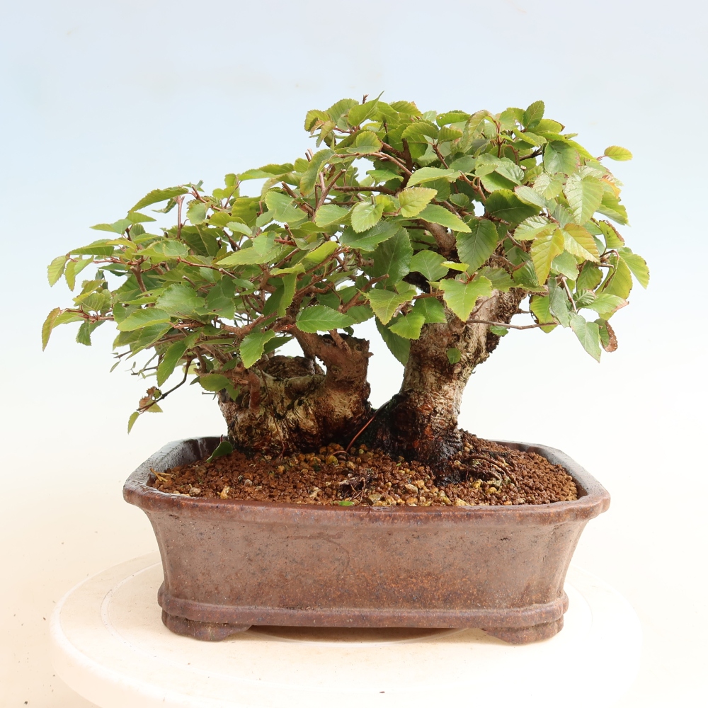 Bonsai für draußen -Carpinus CARPINOIDES - Koreanische Hainbuche