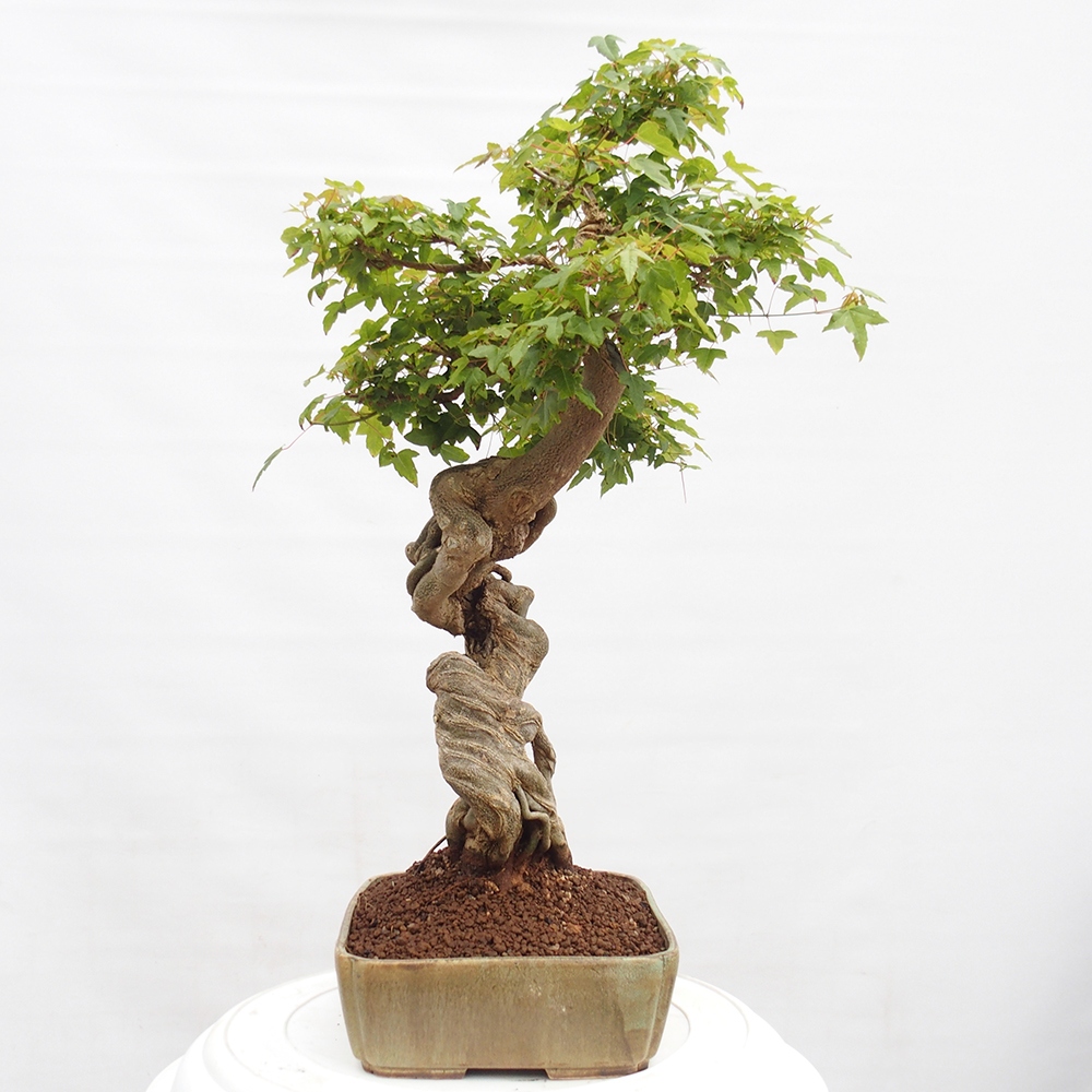 Bonsai im Freien - Ahorn Buergerianum - Burger Maple