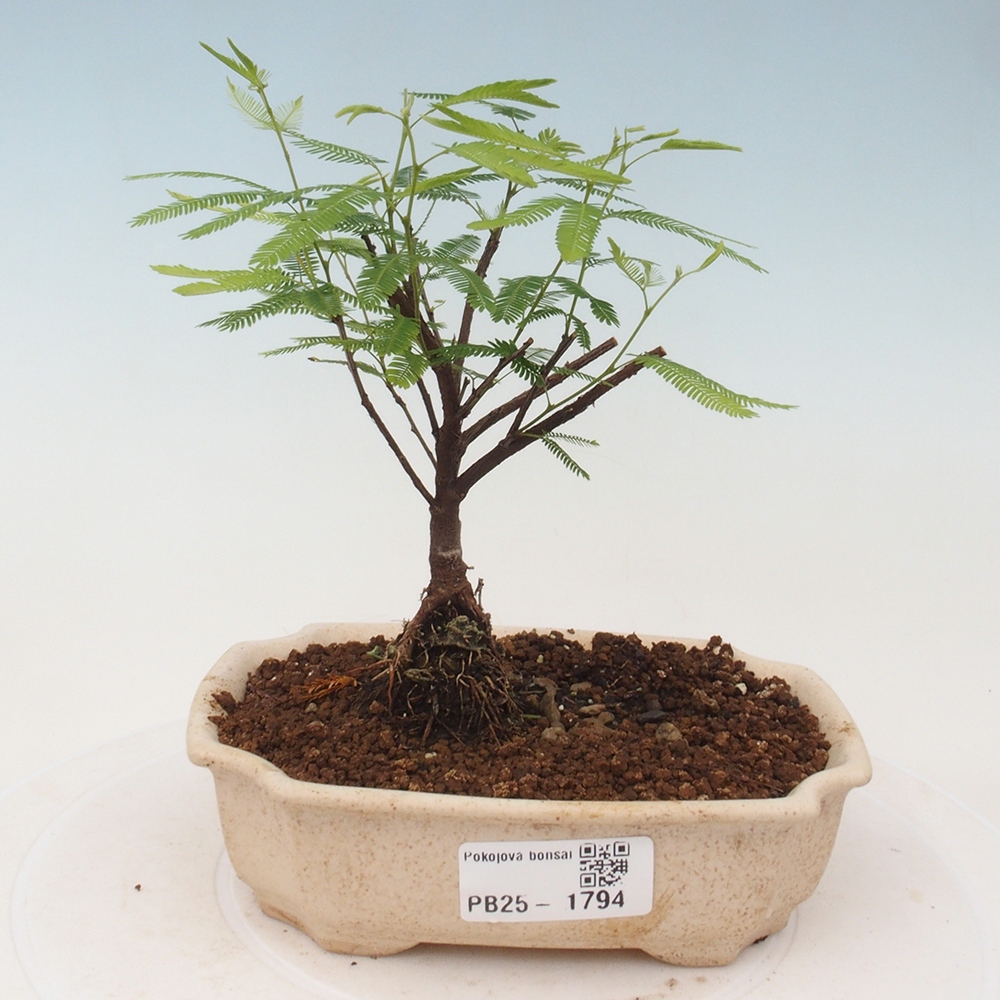 Zimmer Bonsai-Calliandra surinamensis Dixie Pink -Kaliandra von Suria