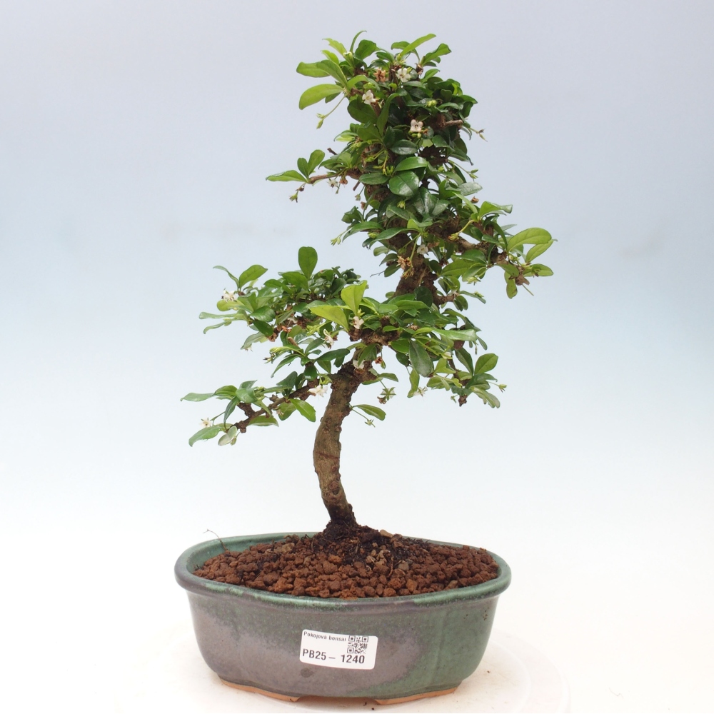 Zimmer Bonsai - Carmona macrophylla - Tea Fuki