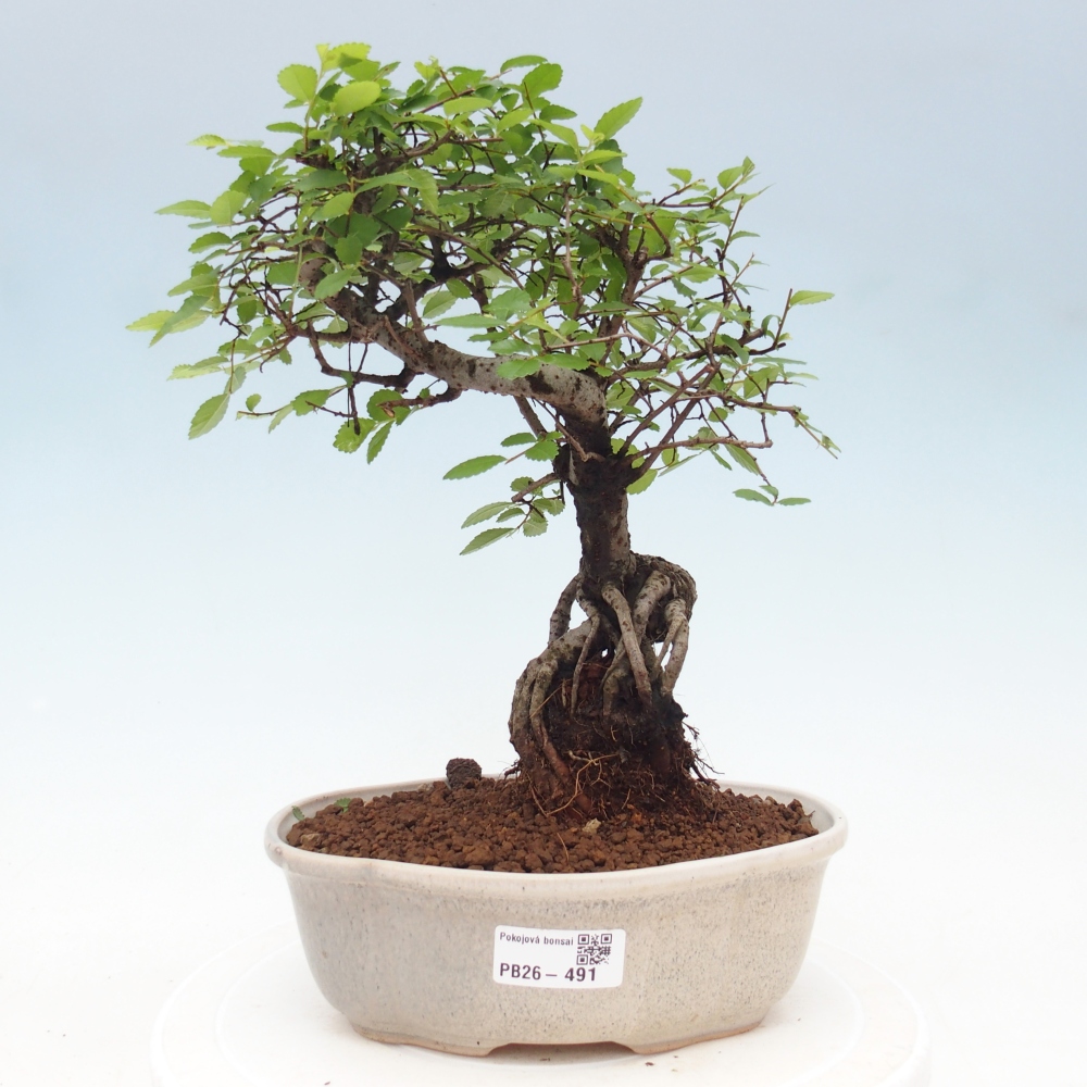 Zimmerbonsai - Ulmus parvifolia - Kleinblättrige Ulme