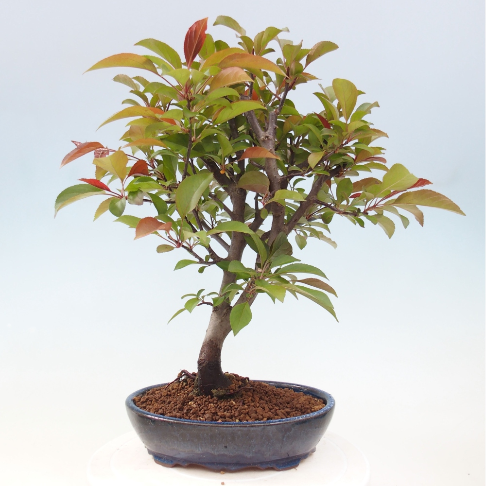Freilandbonsai - Malus Domestica - Kleinfruchtiger rotblättriger Apfelbaum