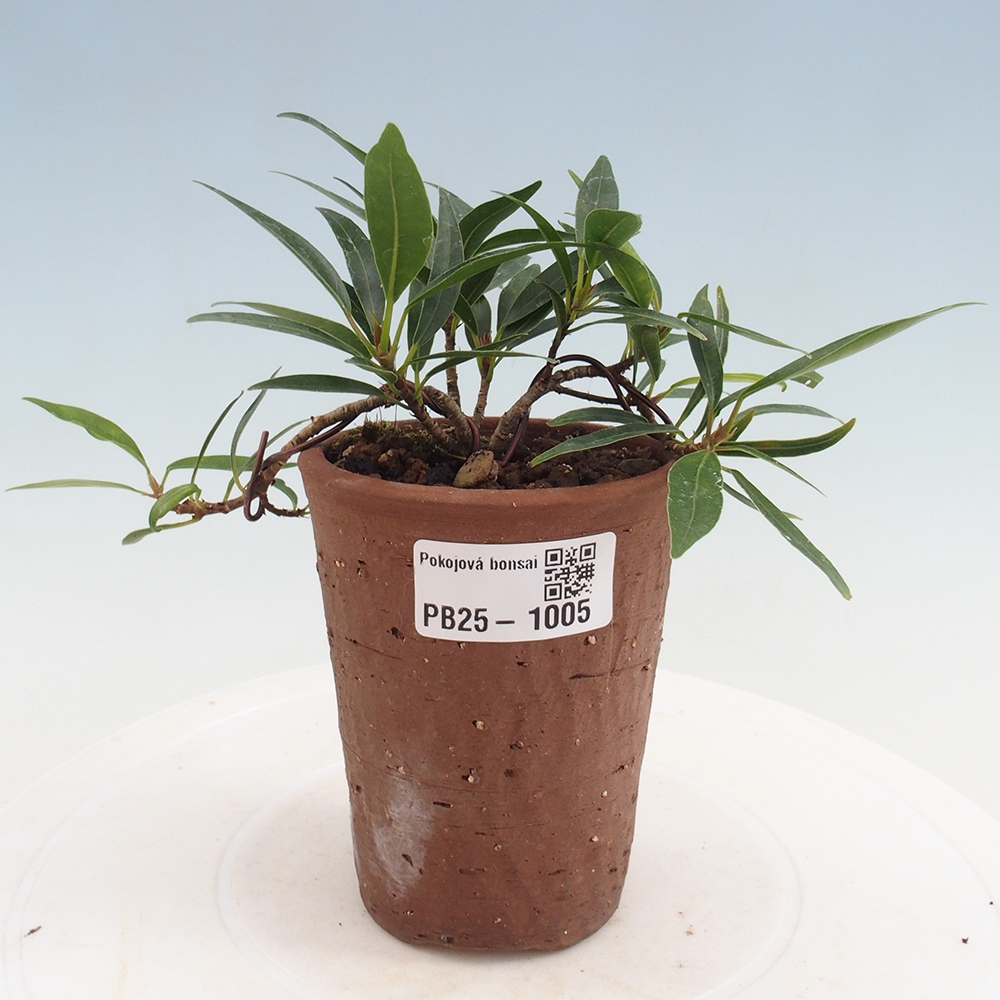 Zimmerbonsai - Ficus nerifolia - kleinblättriger Ficus