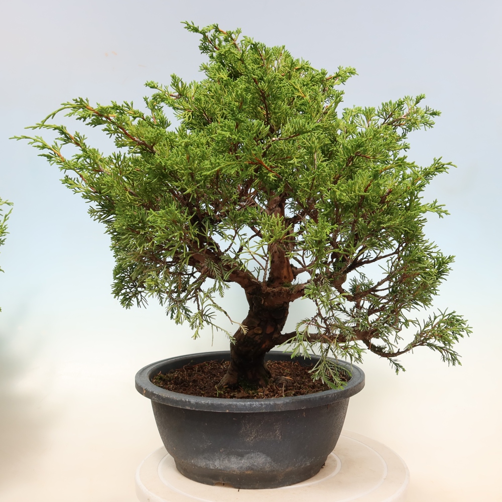 Bonsai für draußen - Juniperus chinensis Itoigawa-Juniperus chinensis