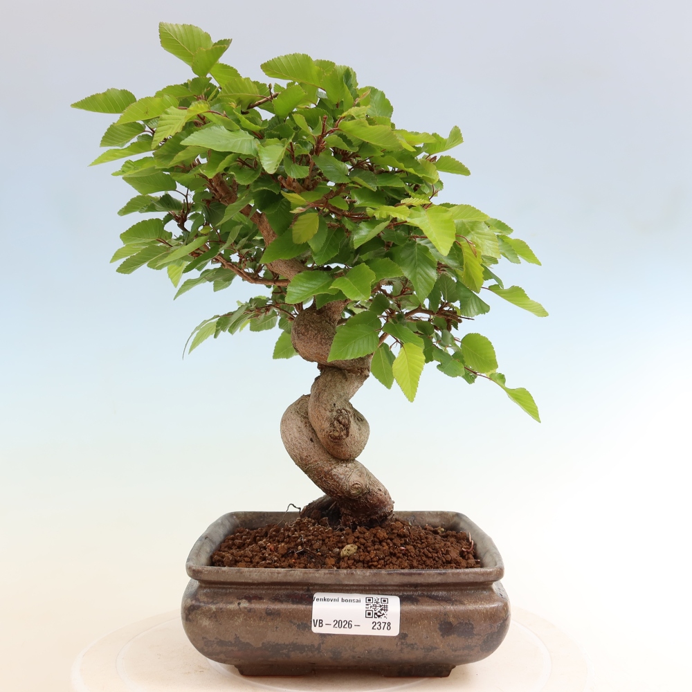 Bonsai für draußen - Karpinus Coreana - Koreanische Hainbuche