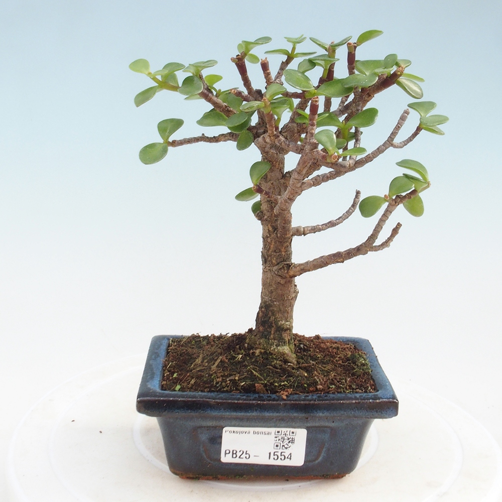 Zimmerbonsai - Portulakaria Afra - Tlustice