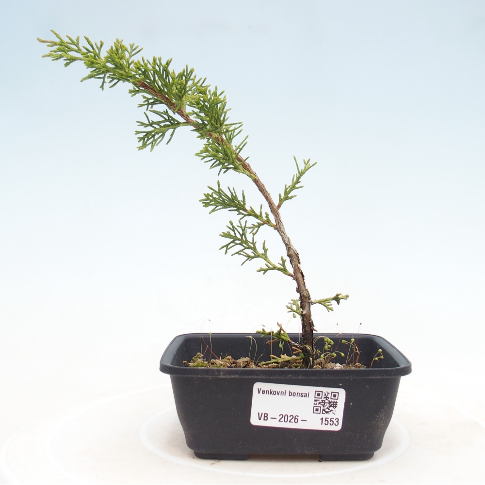 Bonsai für draußen - Juniperus chinensis Itoigawa