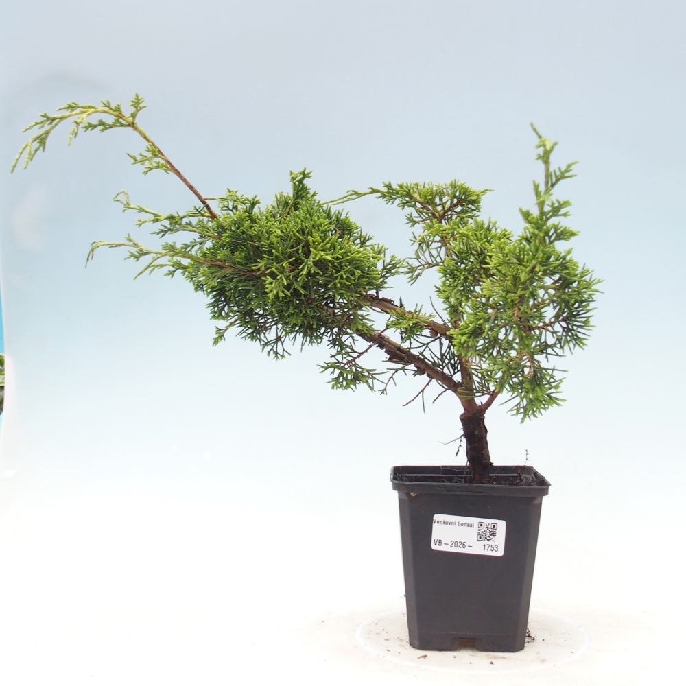 Bonsai für draußen - Juniperus chinensis Itoigawa