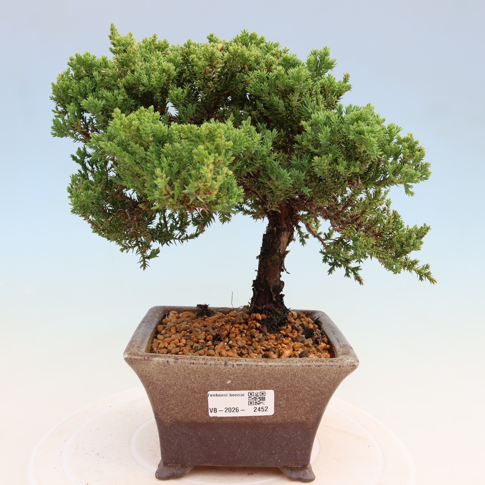 Bonsai für draußen - Juniperus procumbens - Juniperus procumbens
