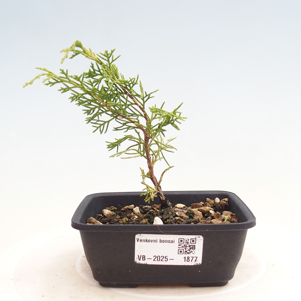 Outdoor bonsai - Juniperus chinensis Itoigawa - Chinese juniper