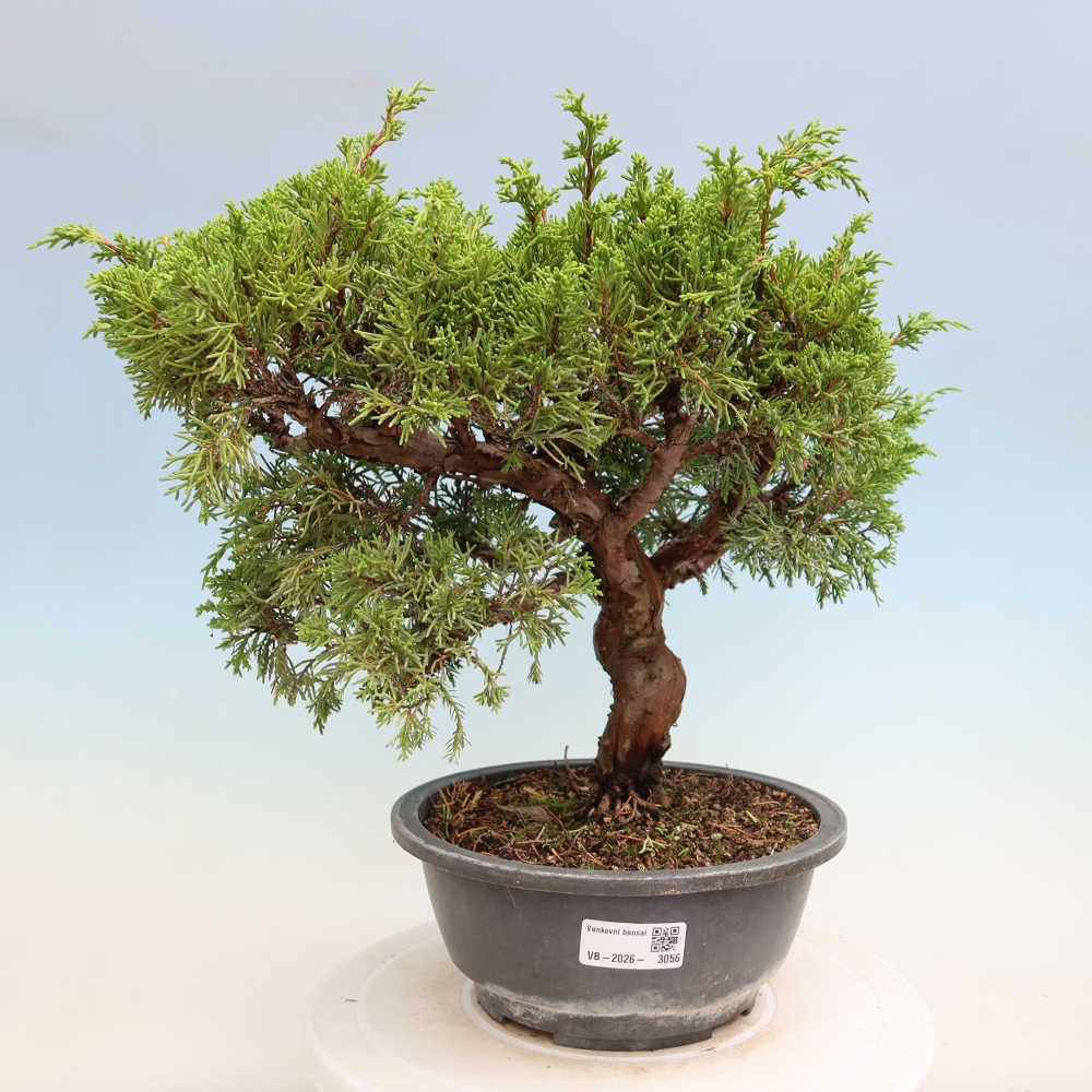 Bonsai für draußen - Juniperus chinensis Itoigawa-Juniperus chinensis