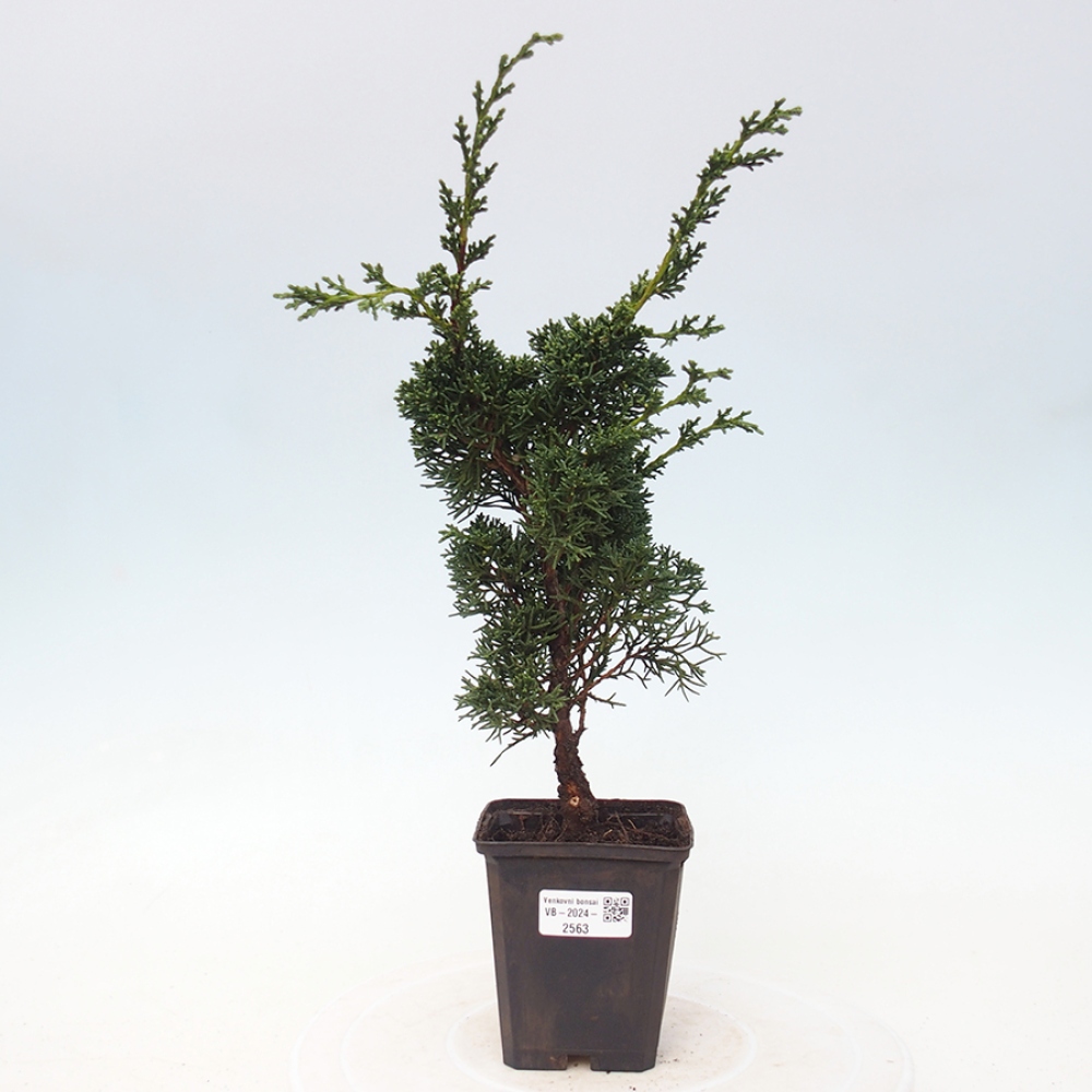 Outdoor-Bonsai - Juniperus chinensis Kishu - Chinesischer Wacholder