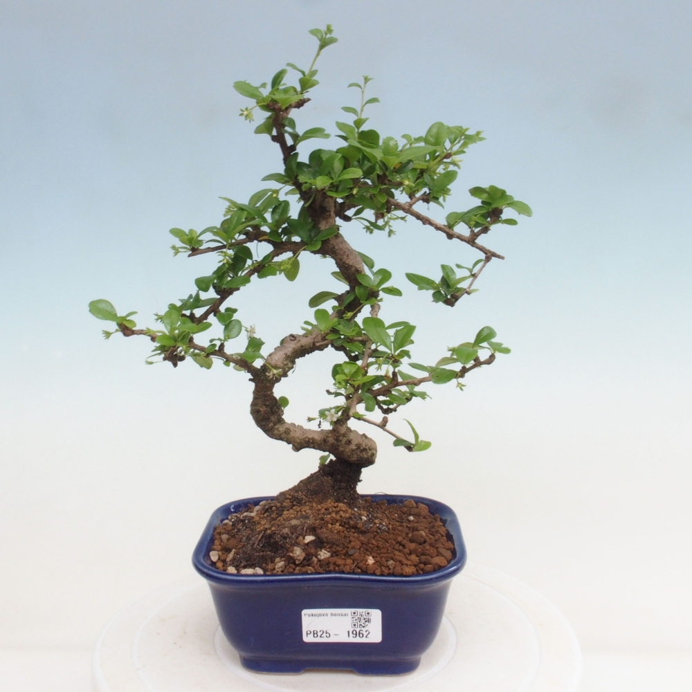 Zimmerbonsai - Carmona Macrophylla - Fuki-Tee