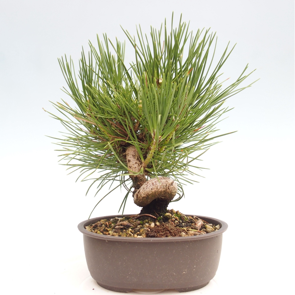 Bonsai im Freien - Pinus thunbergii - Thunbergia-Kiefer