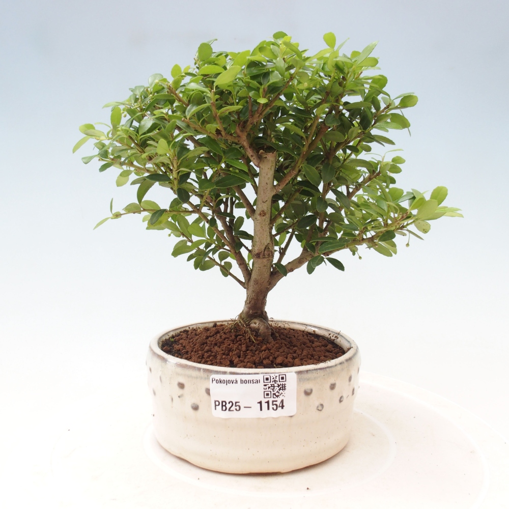 Zimmerbonsai - Ilex crenata - Holly