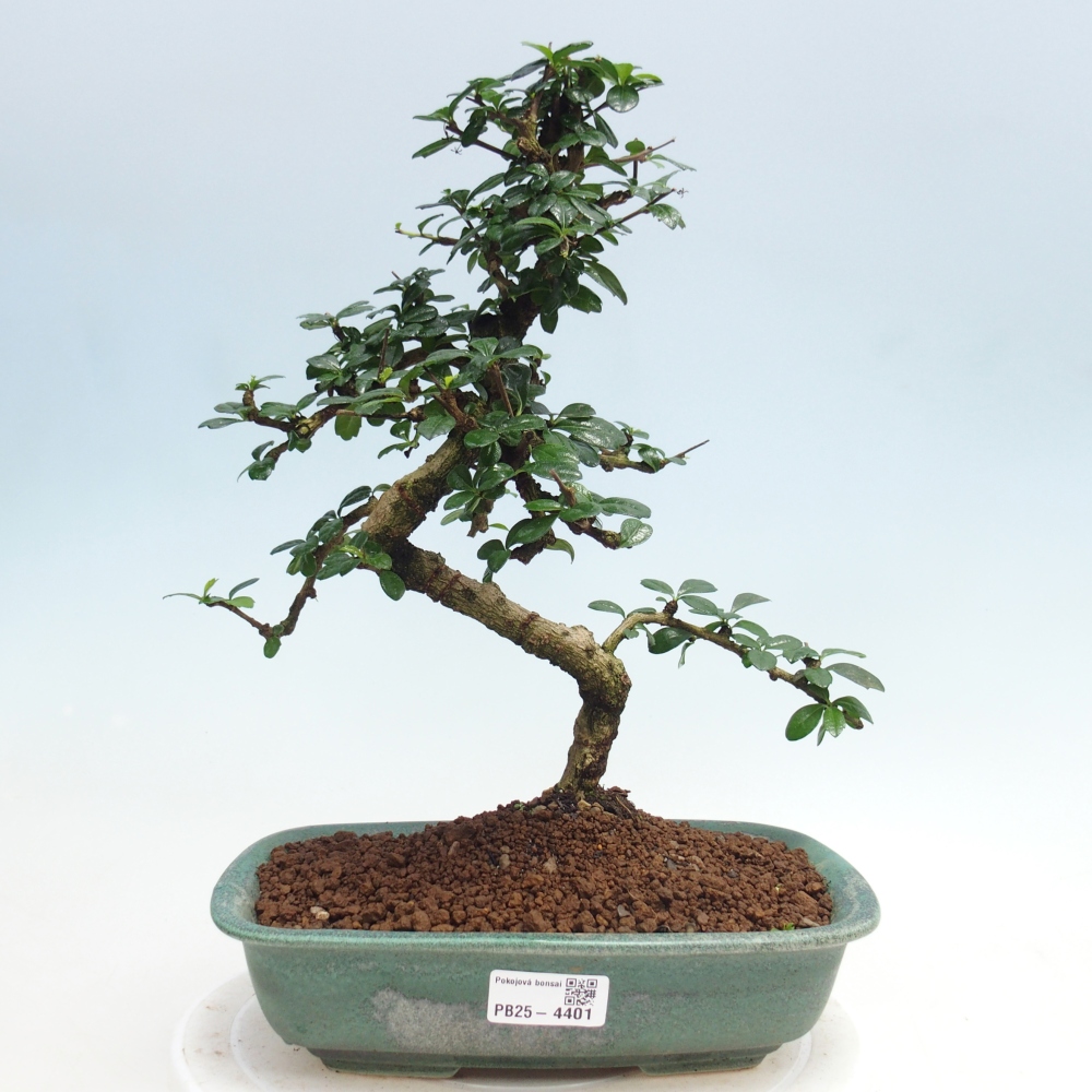 Zimmer-Bonsai - Carmona macrophylla - Tee-Fuki