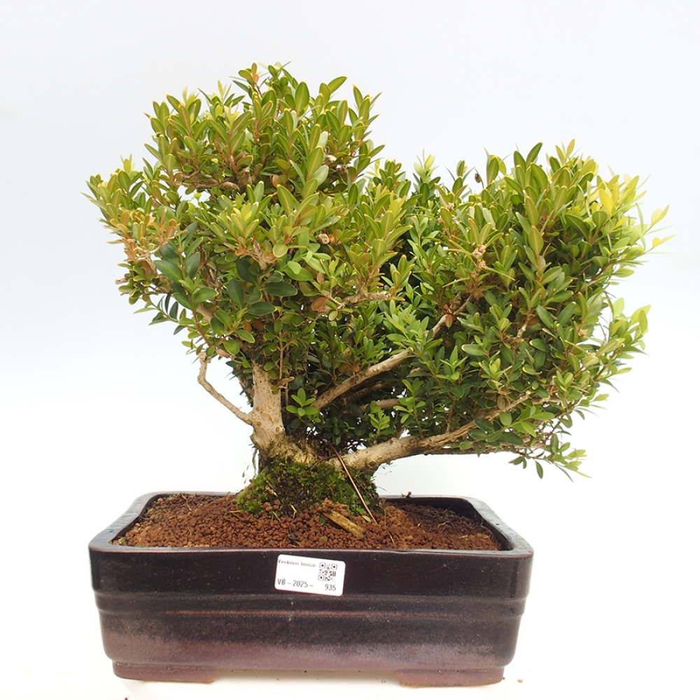 Outdoor-Bonsai - Buxus sempervirens - Buchsbaum