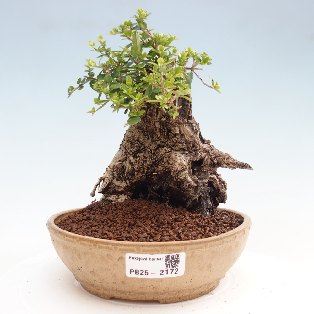 Indoor-Bonsai - Olea europaea sylvestris - Europäisches kleinblättriges Olivenöl