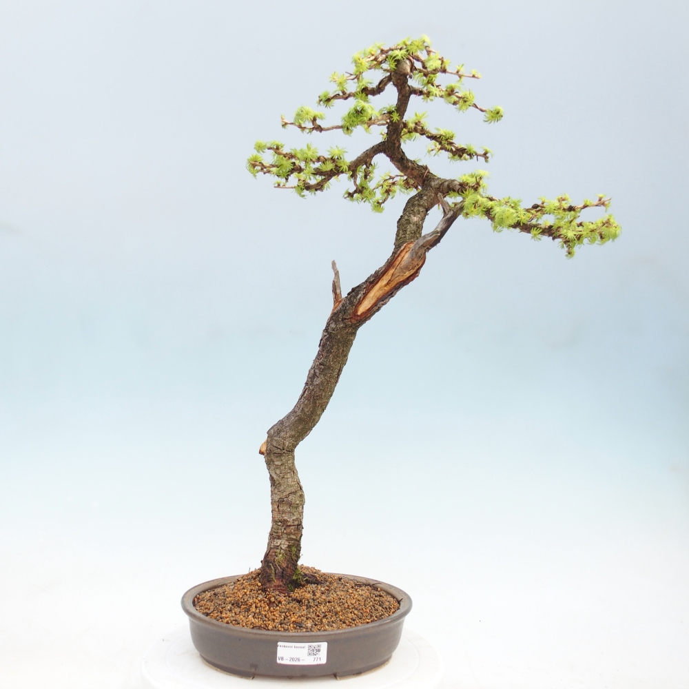 Bonsai für draußen -Larix decidua - Lärche