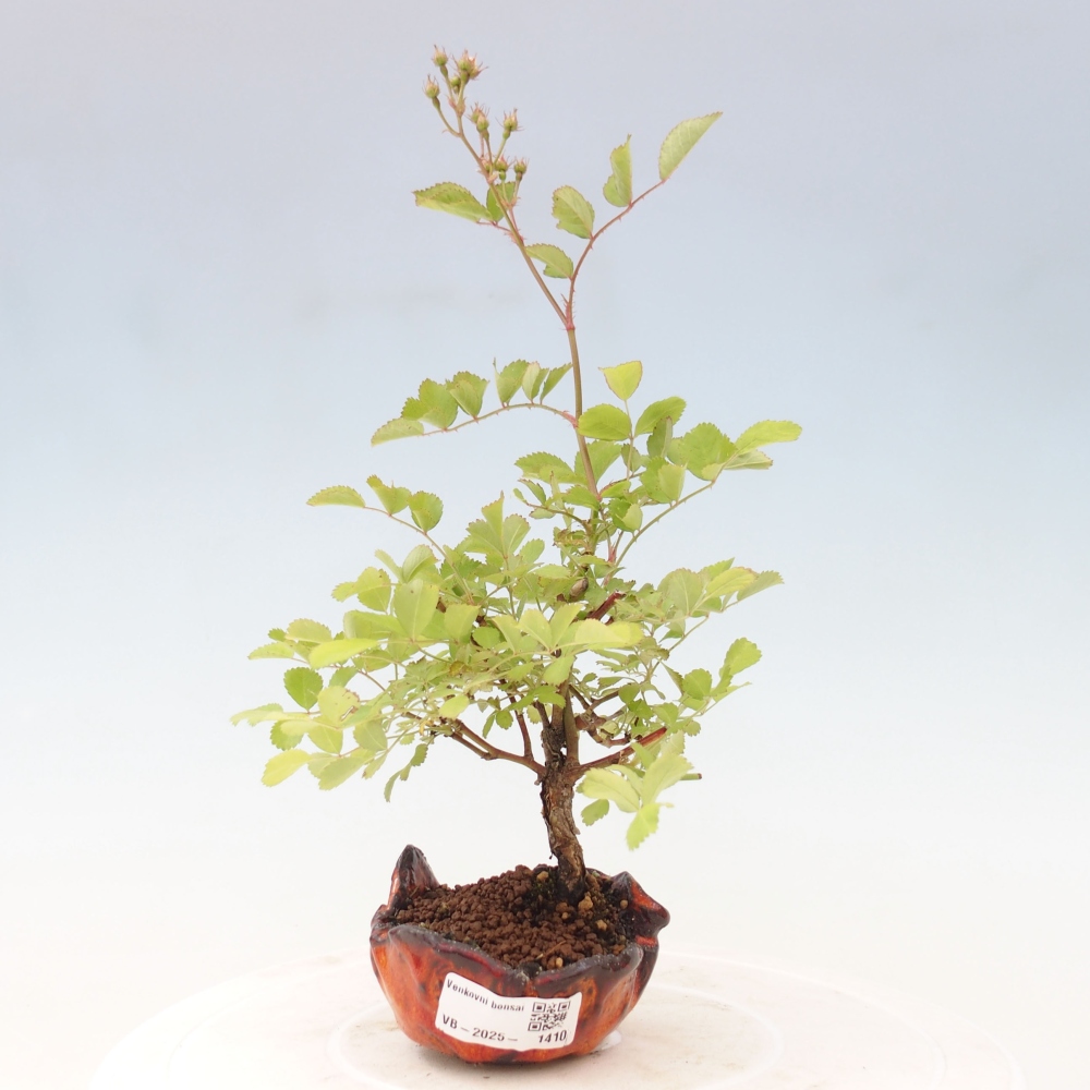 Freilandbonsai - Rosa sp. - kleinblumige Rose