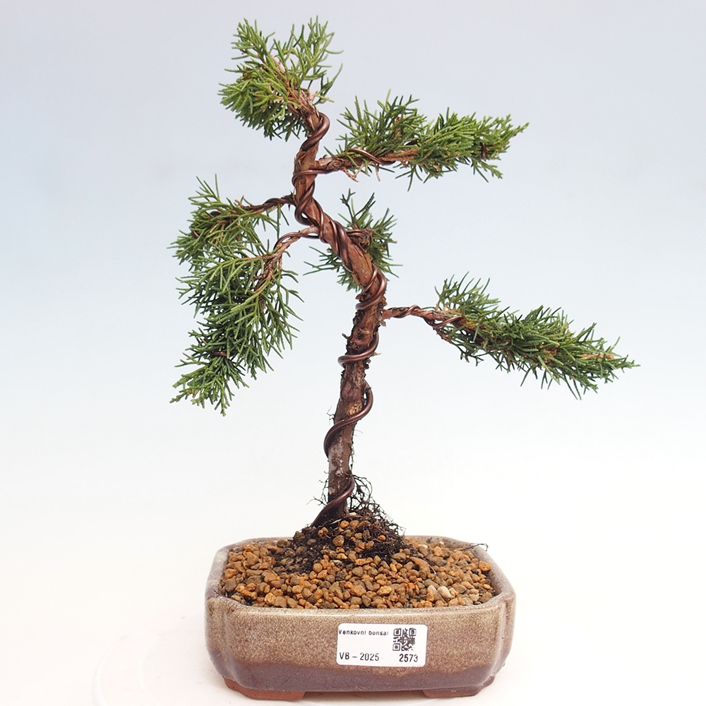Bonsai im Freien - Juniperus chinensis Kishu - Chinesischer Wacholder