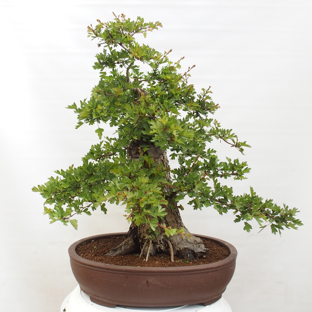 Bonsai im Freien - Weißdorn - Crataegus monogyna