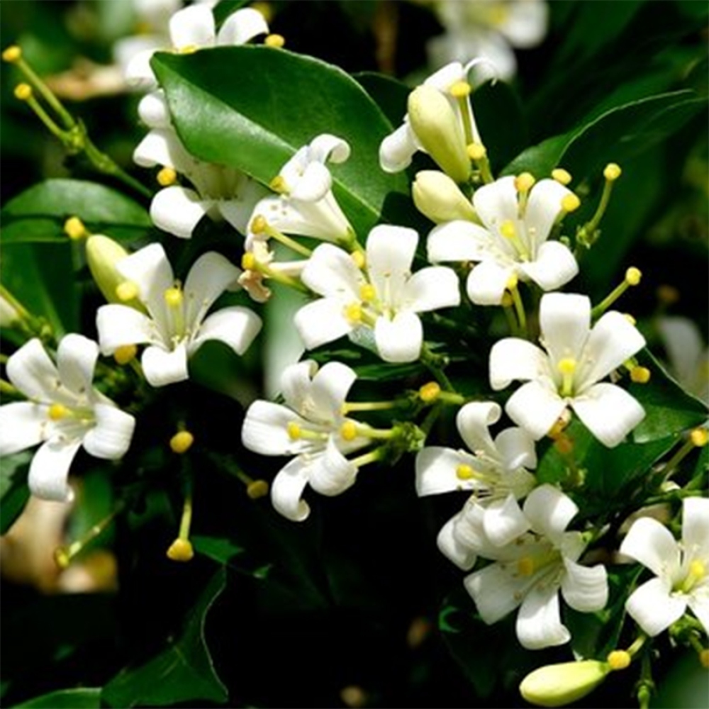 Zimmerbonsai - Muraya paniculata