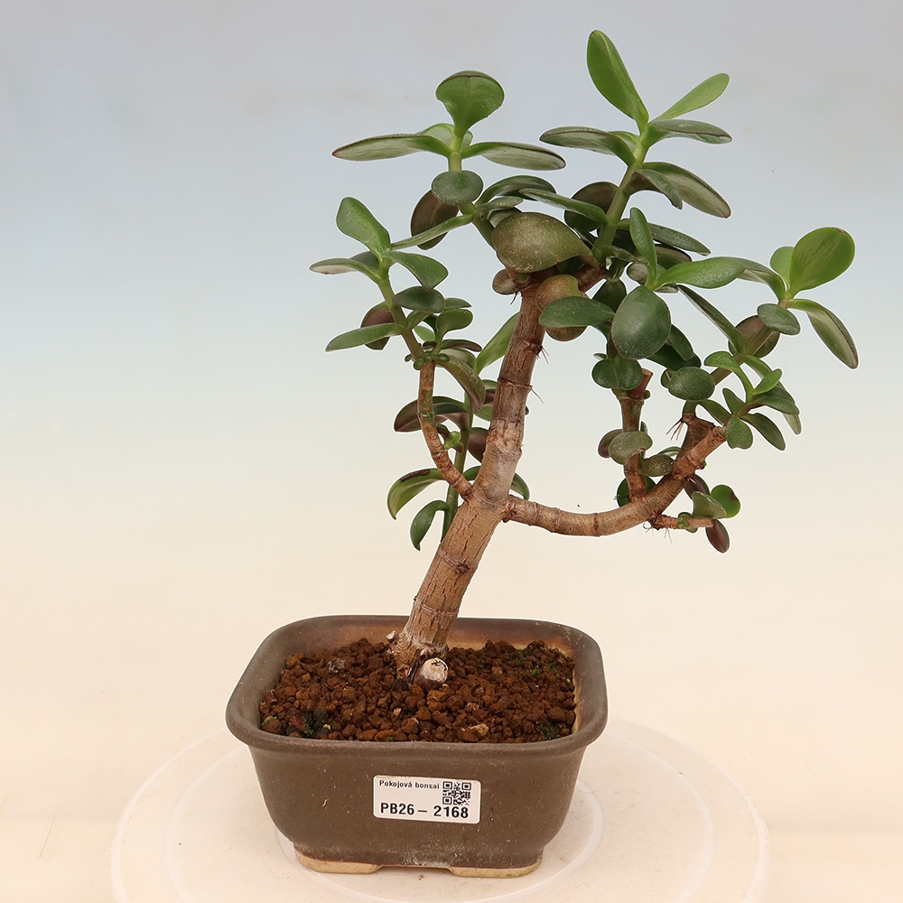 Zimmer Bonsai - Portulakaria Afra - Tlustice