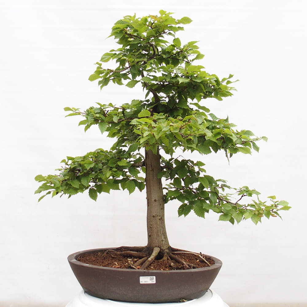 Bonsai im Freien - Hainbuche - Carpinus betulus