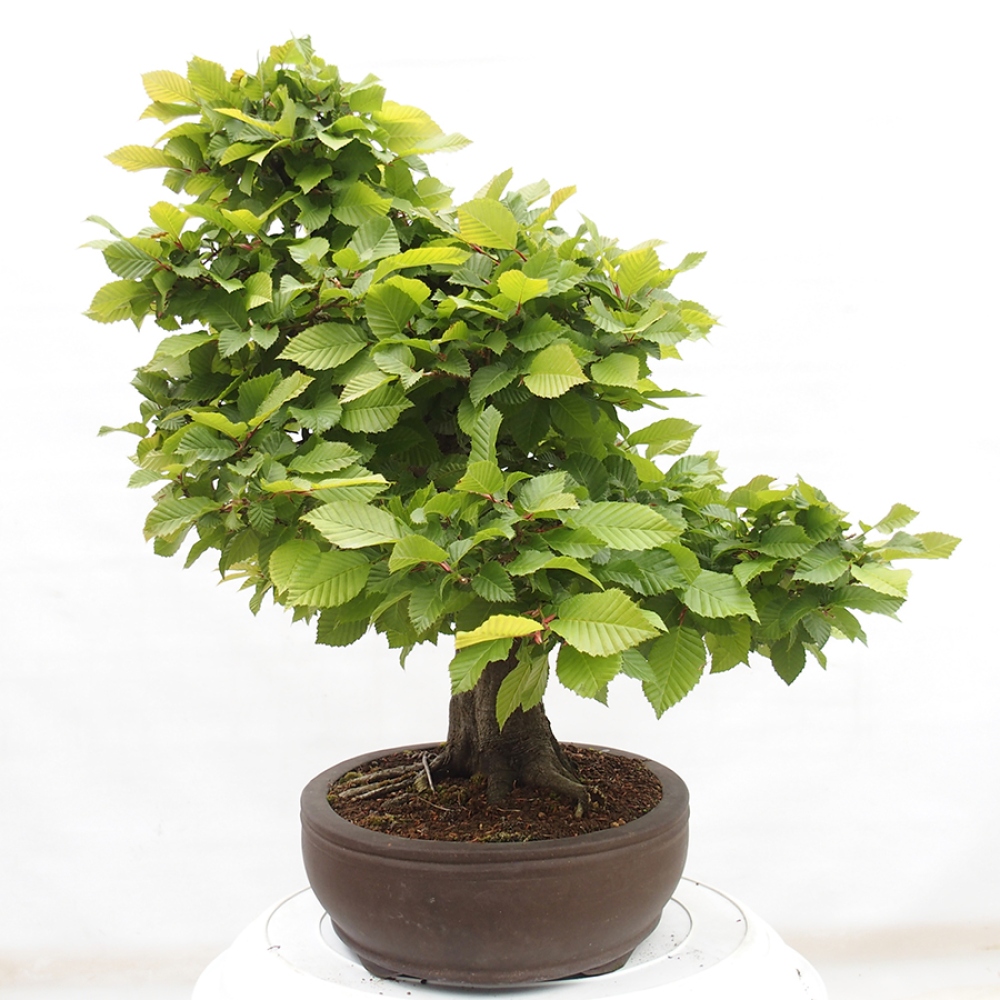 Bonsai im Freien - Hainbuche - Carpinus betulus