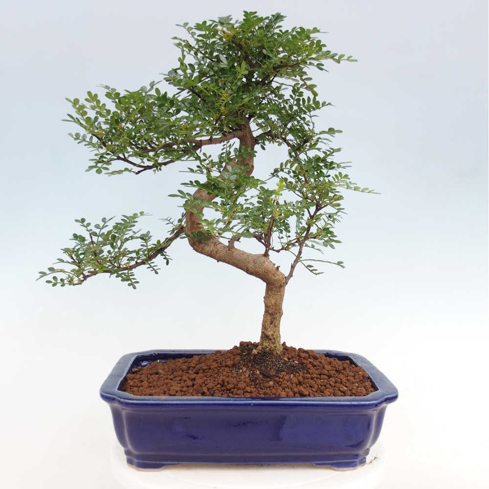 Zimmerbonsai - Zantoxylum piperitum - Pfefferbaum