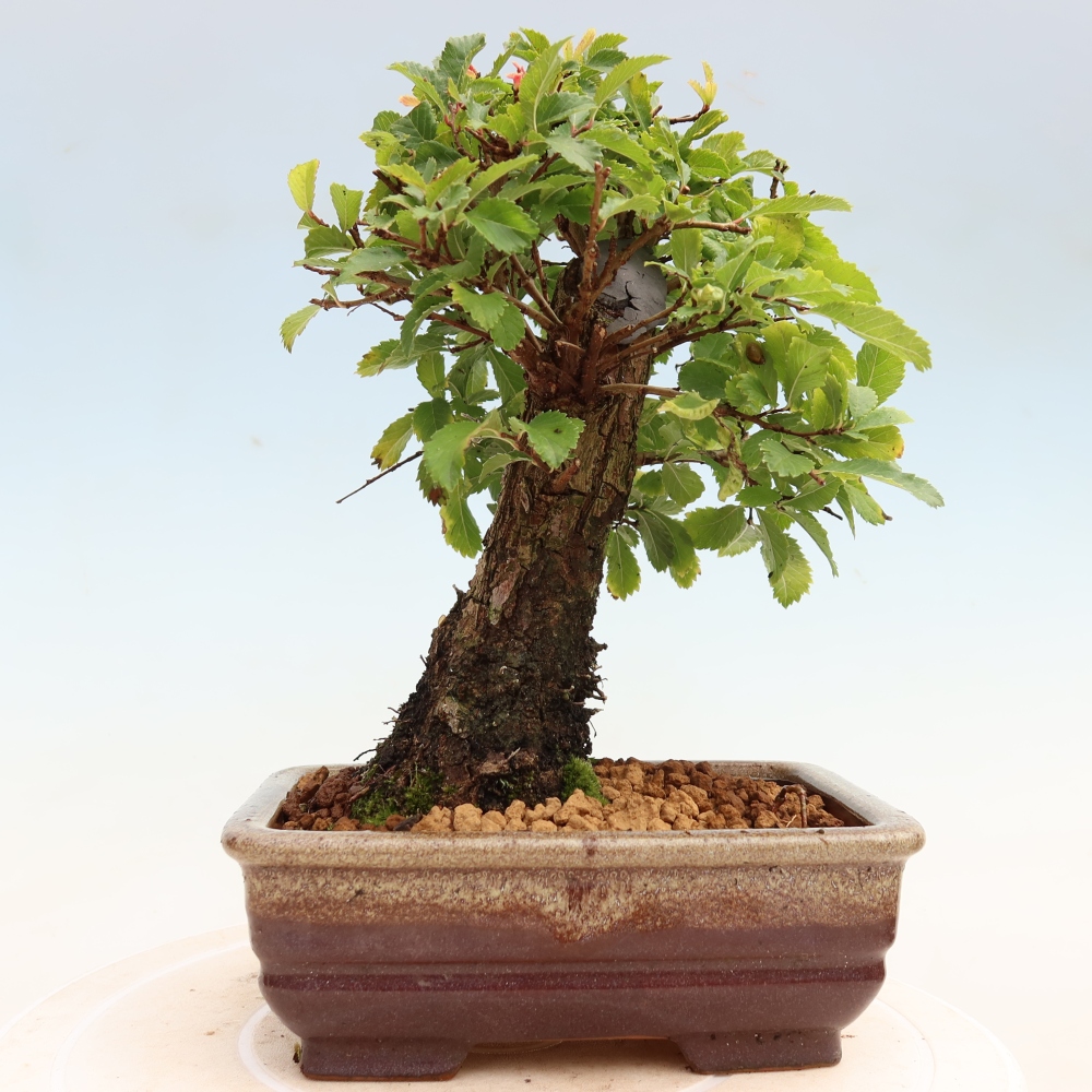 Bonsai für draußen - Zelkova - Zelkova NIRE