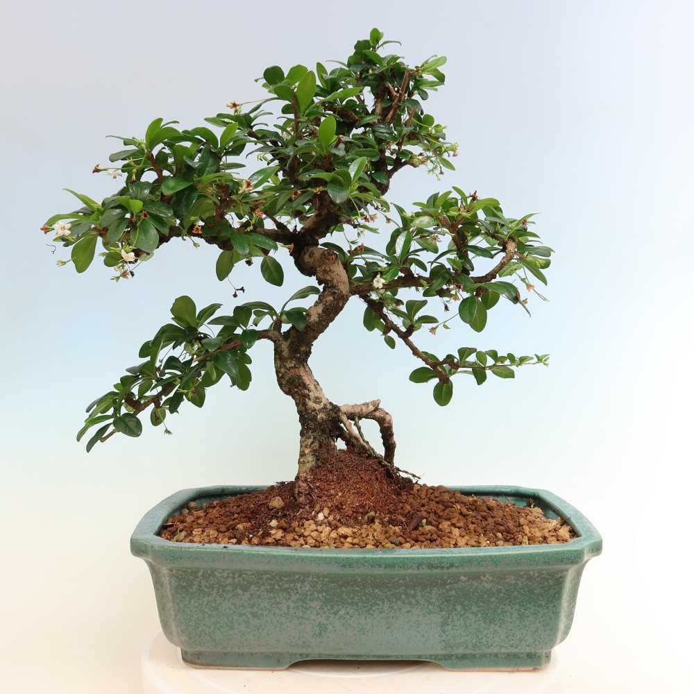 Zimmer-Bonsai - Carmona macrophylla - Tee-Fuki